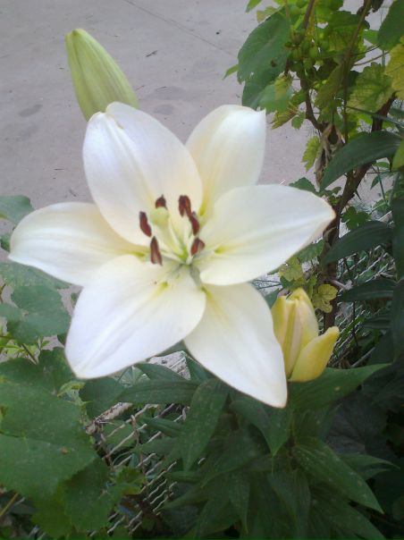 №49, Стелла Чеснокова, 41 год, Измаил №49, Стелла Чеснокова, 41 год, Измаил