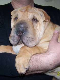 №28, Александра Шульга, Киев №28, Александра Шульга, Киев