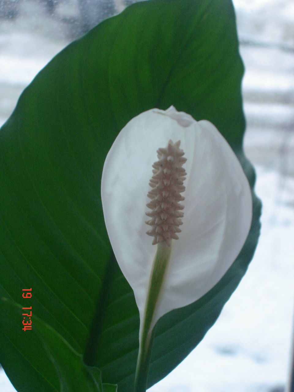 Наталия Желябина | Великий Новгород