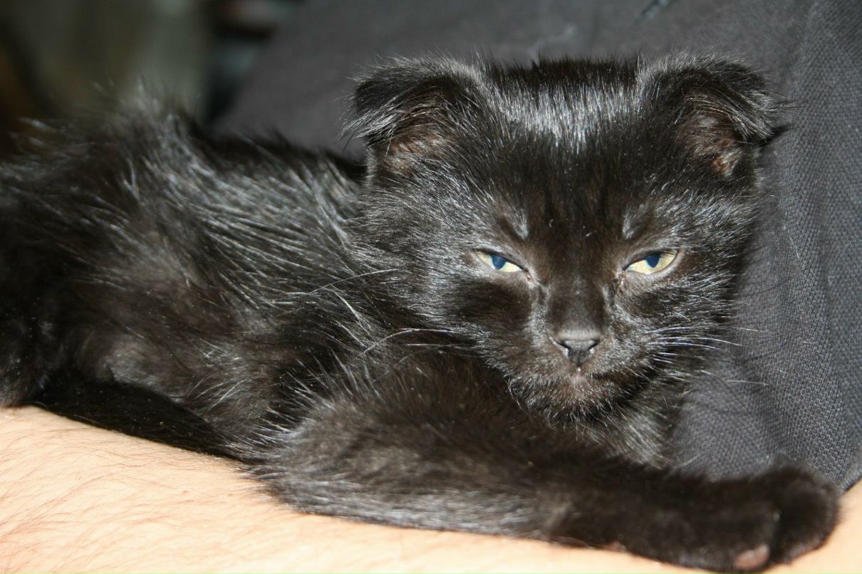 Timur Hamidov | Москва