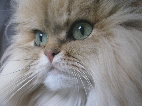 Татьяна Ержова | 