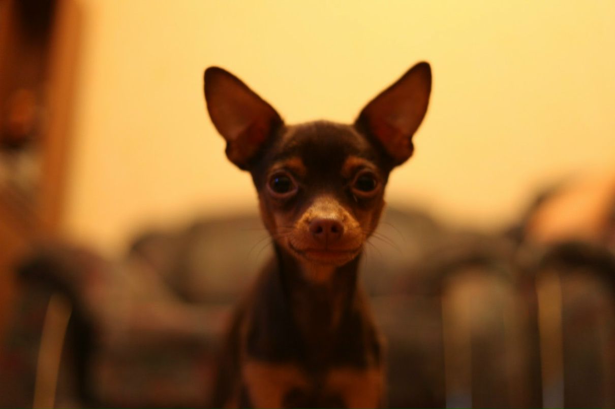 Евгения Пеншина | Тула