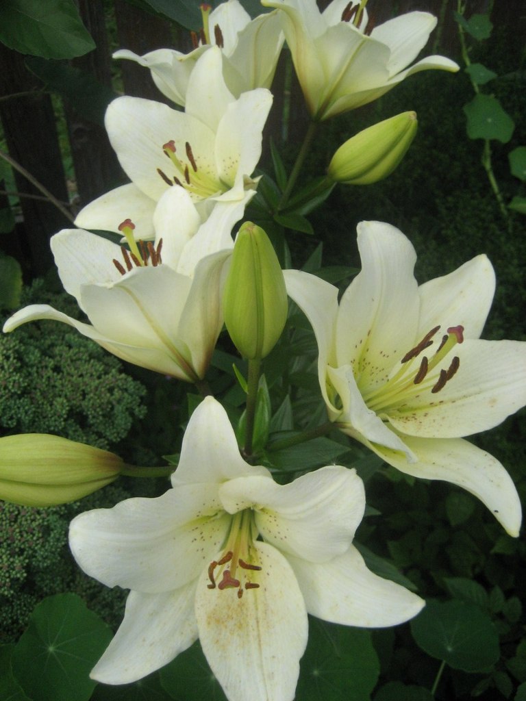 Надежда Бобровская | 