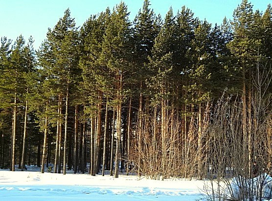 Наталья Кудрявцева | Сургут