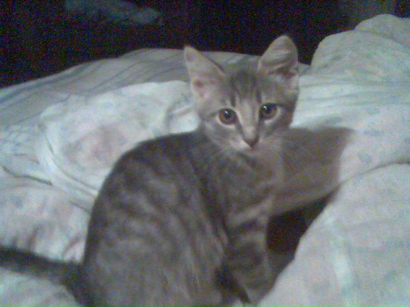 №17, Александр Александров №17, Александр Александров