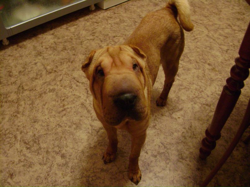 Карина Крестенкова | Санкт-Петербург