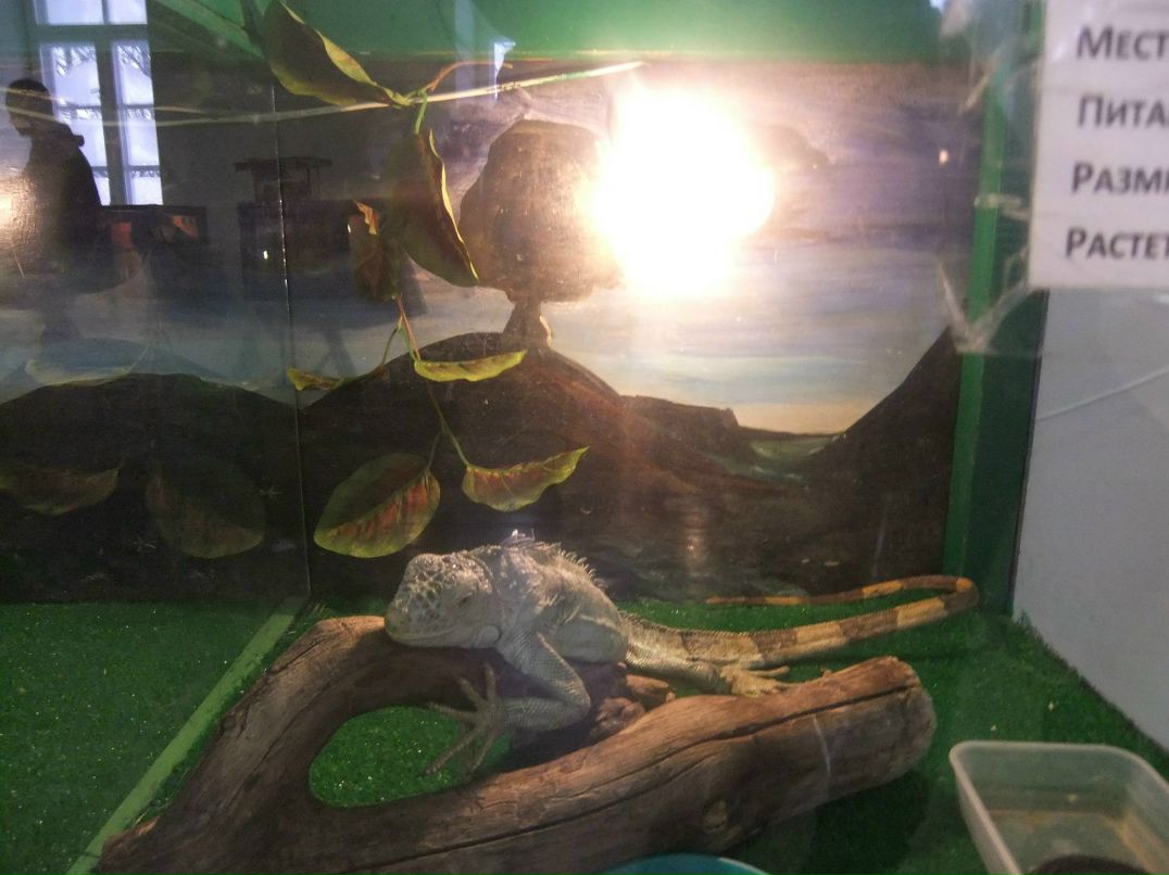 Иван Бучельников | Лесной