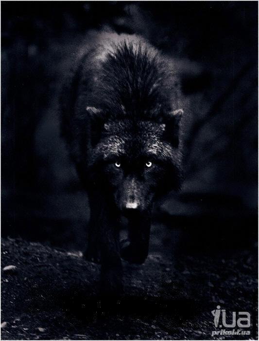 Дмитрий Дубровский | 