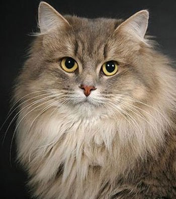 Олеся Алёшкина ☥ | Санкт-Петербург