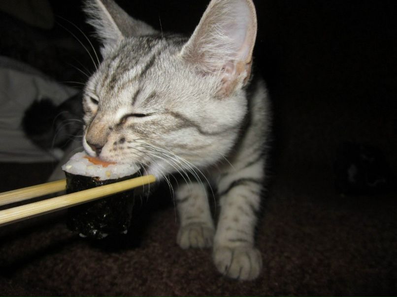 Саша Кото [cat mafia] | Киев