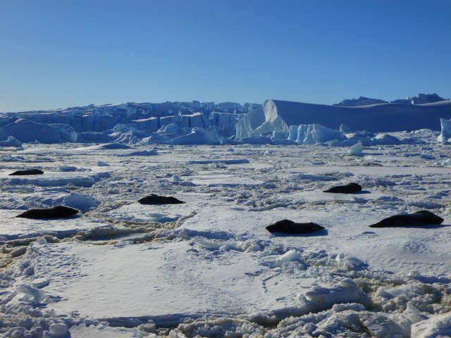 Игорь Тихонов | Санкт-Петербург