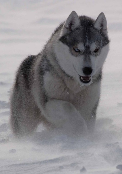 №4, Евгений Дрибноход №4, Евгений Дрибноход