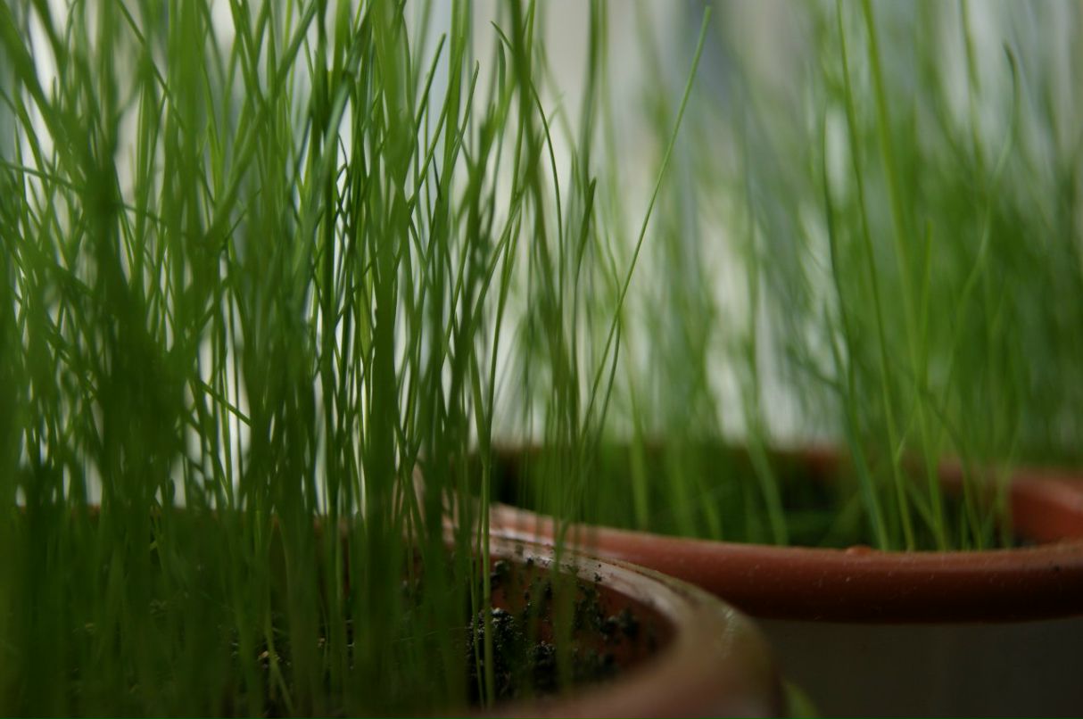 Максим Leshiy | Москва