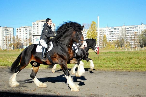 №11, Анна Мирзоева №11, Анна Мирзоева