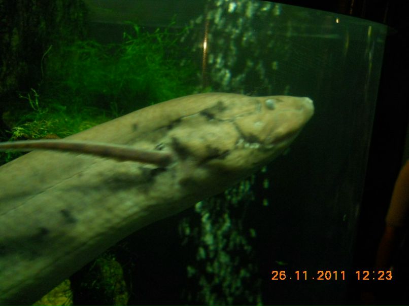 Павел Игнатьев | Костомукша