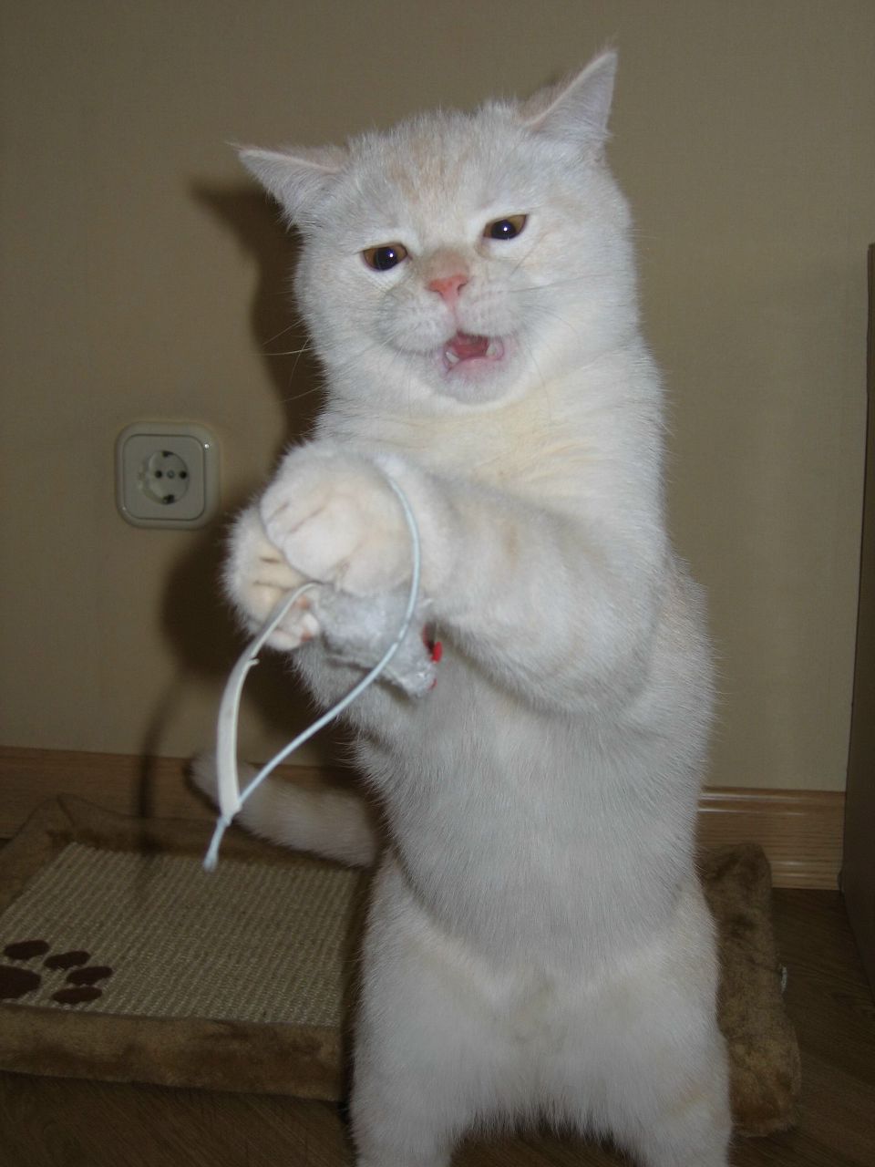 Алексей Мирошник | Киев