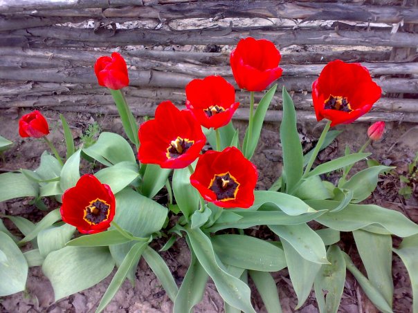 №163, Елена Григорьева-Несмиян, 53 года, Киев №163, Елена Григорьева-Несмиян, 53 года, Киев