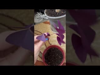 Не совсем удачная пересадка кислицы. Но она очень хороша)))