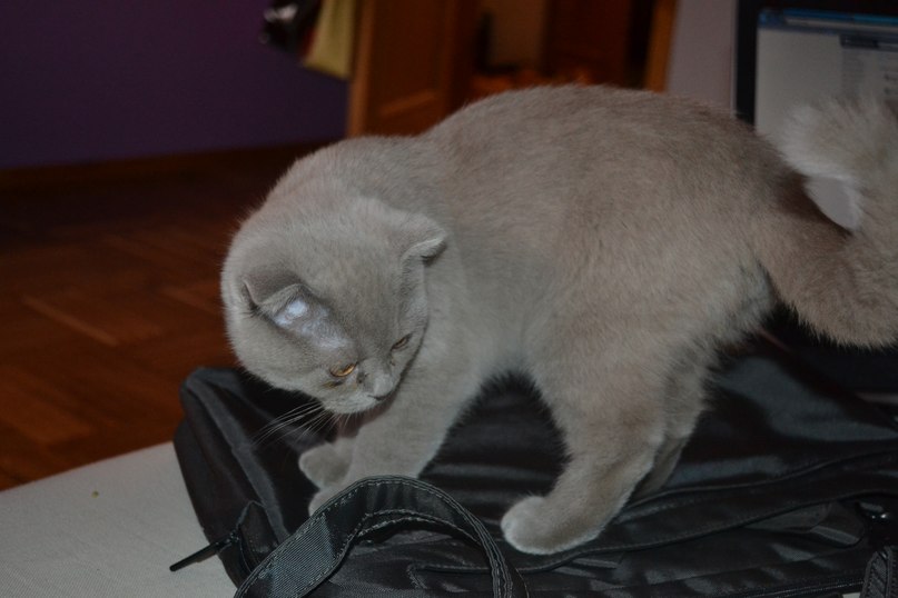 Ваня Росси | Москва