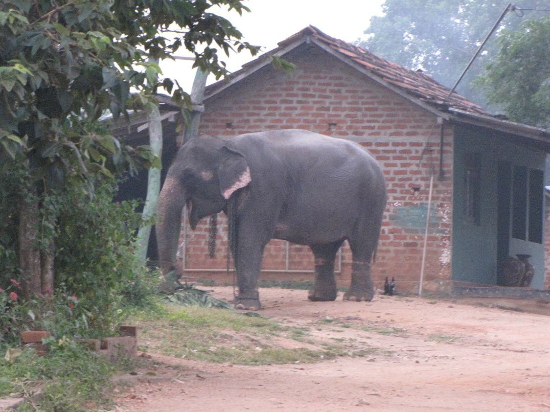 Елена Реснайс | Санкт-Петербург