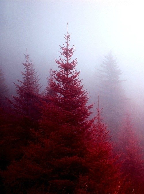 Георгий Ронин | 