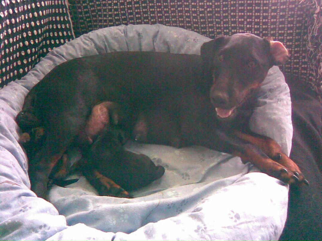 Владимир Шамарин | Печоры