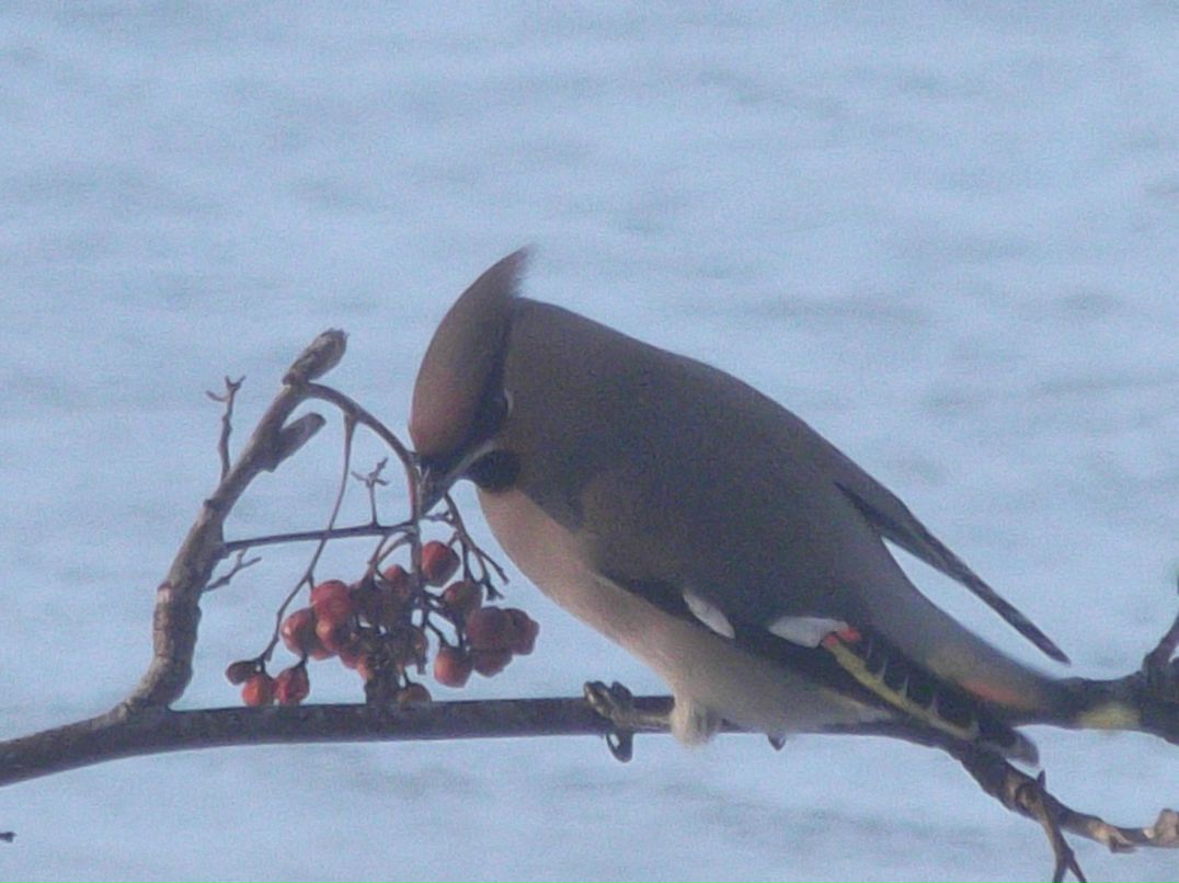 Ольга Недвиженко | Липецк