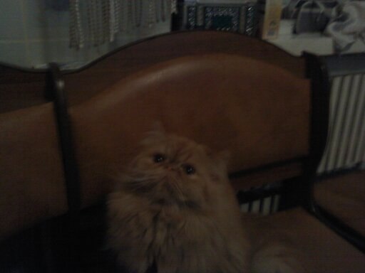 Валерия Шерешева | Воронеж