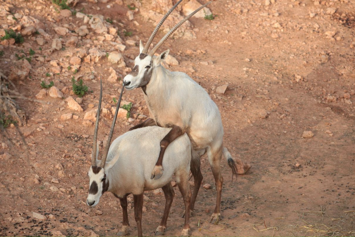Евгений Лесной | Киев