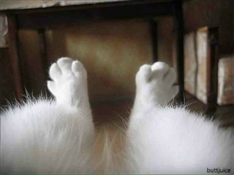 Fedor Segeda CrazyDragon | Тула