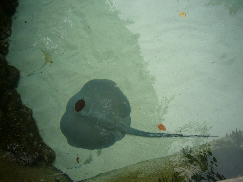 Гари Алексанян | Москва