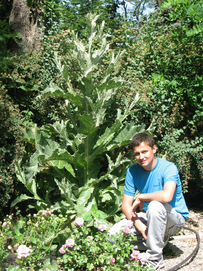 Анжела Сторожук | Пологи