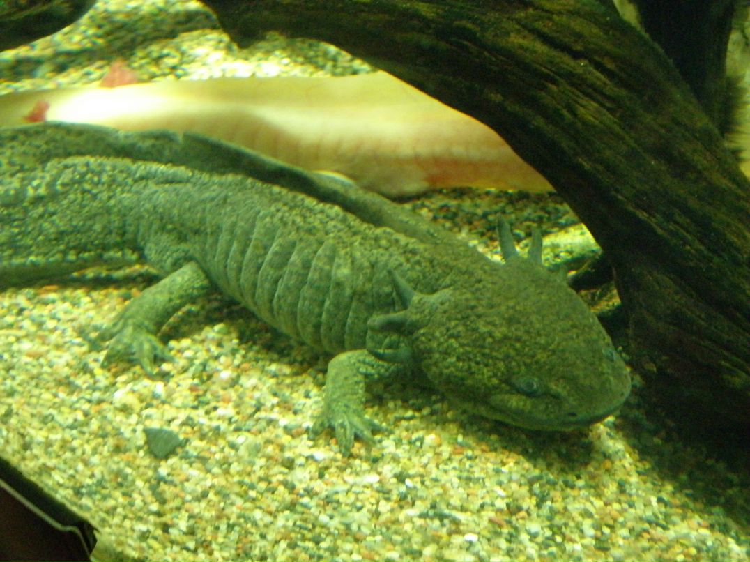 Тридцатьвосемь Зайцев | 