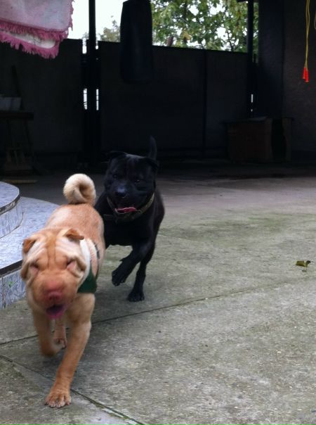 №19, Александр Кибка, Краснодар №19, Александр Кибка, Краснодар