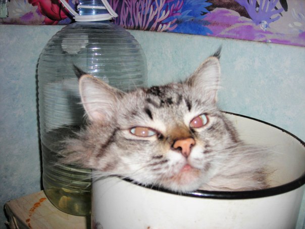 №129, Надежда Григорьева, 14.06.1954, Всеволожск №129, Надежда Григорьева, 14.06.1954, Всеволожск