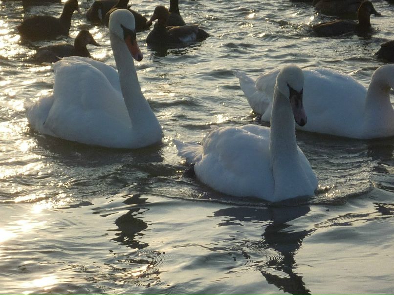Наталья Брянская | Брянск