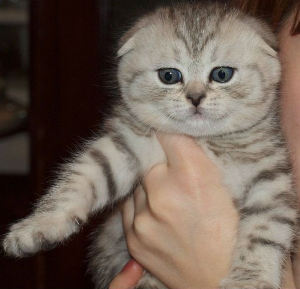 №14, Яна Бенделиани, Нижний Новгород №14, Яна Бенделиани, Нижний Новгород