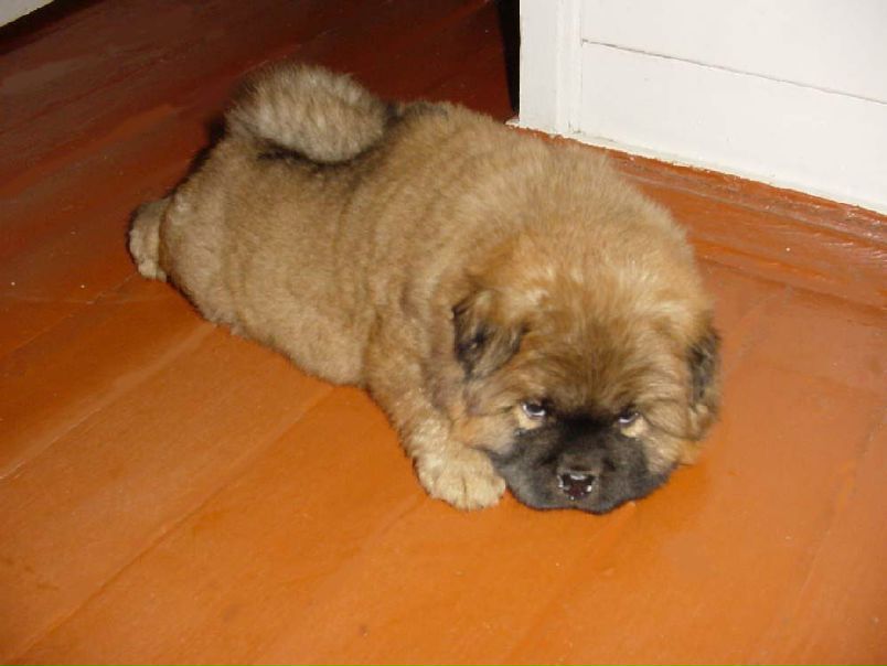 №7, Кристина Запорожан, 33 года, Печора №7, Кристина Запорожан, 33 года, Печора