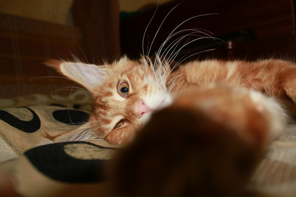 Рома Фазлов | Москва