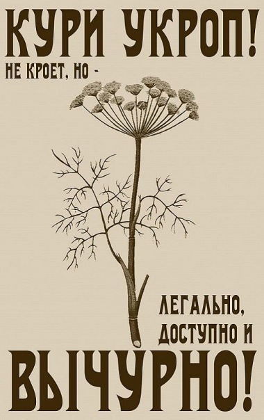 №42, Алина Кульминская №42, Алина Кульминская