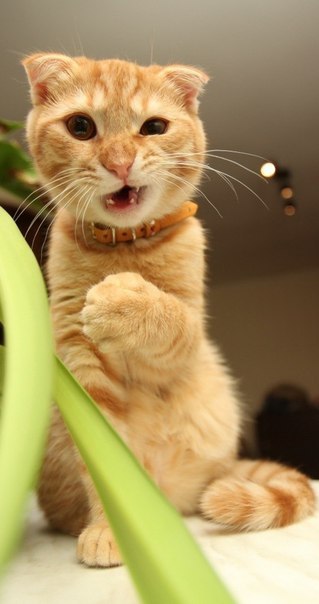 Анастасия Ангарская | 