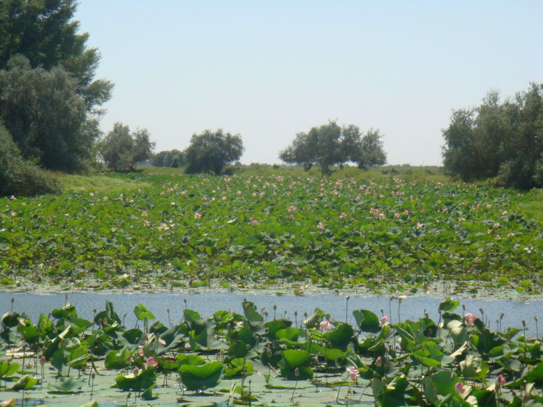 Ирина Головина | Одесса