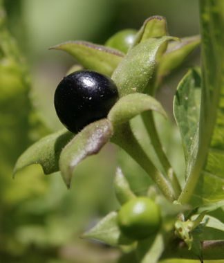 Белла Баранова | Кемерово