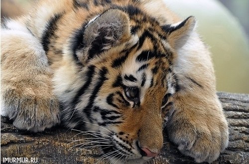 Танюшка Красичева | Санкт-Петербург