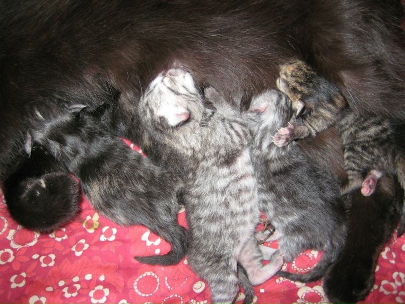 №105, Анастасия Резун, Днепр (Днепропетровск) №105, Анастасия Резун, Днепр (Днепропетровск)