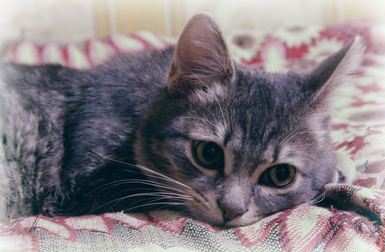 Ярослав Соболев | Сыктывкар