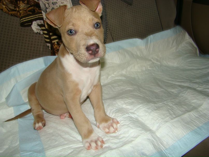 Ангелина Морозова | Херсон