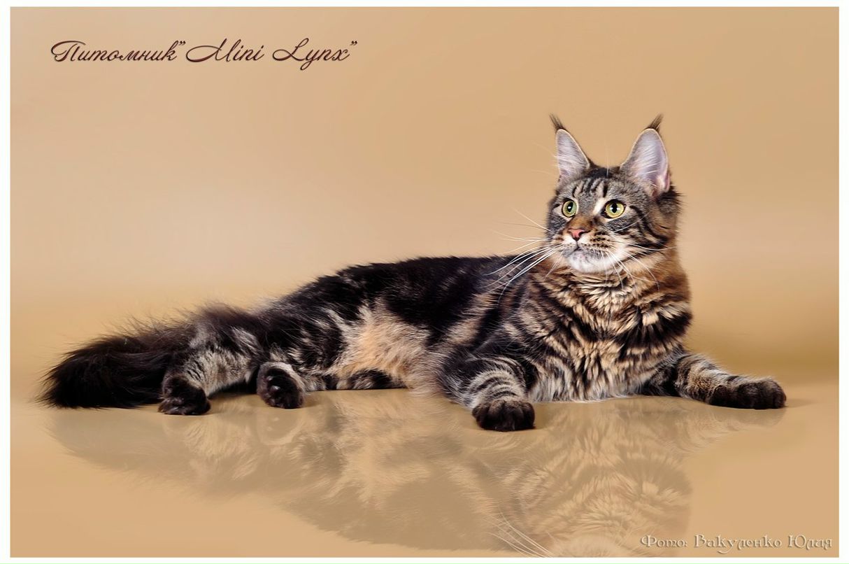 Елена Княжевич | Донецк