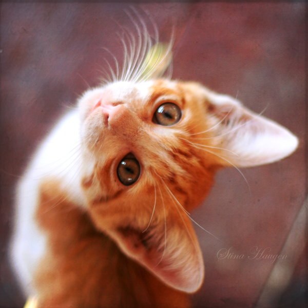 Екатерина Гильберт Klofelin=@_._@= | Москва