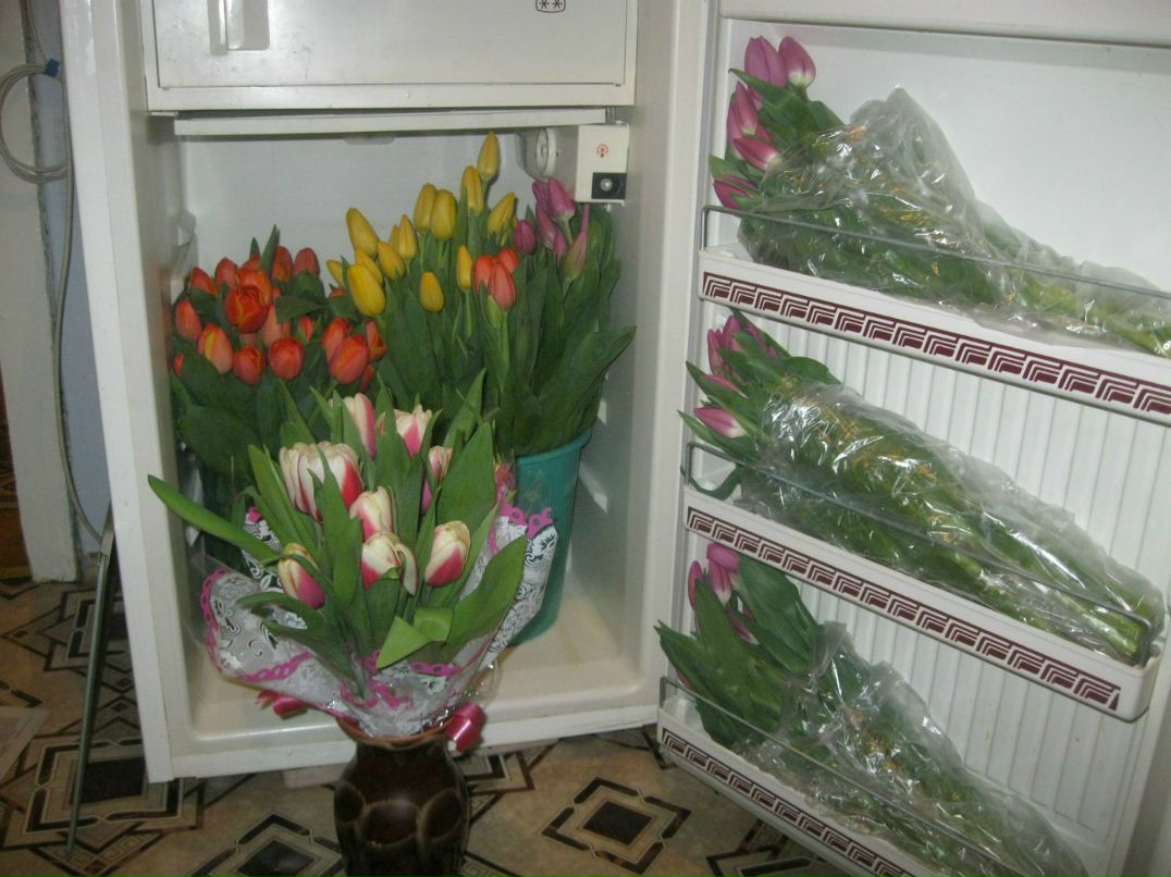 Алина Фролова | Котлас